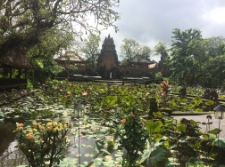 Lotus pond in Ubud