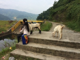 Goats and kids in Begnas