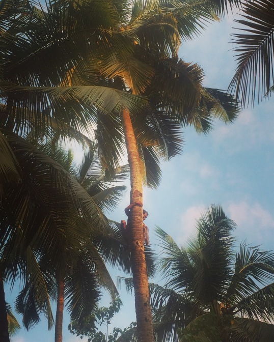 Coconut picking in Arambol